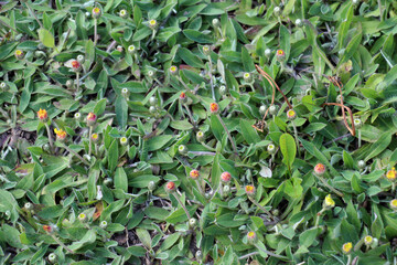  Pilosella officinarum grows in the wild