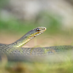 Montpellier Snake (Malpolon insignitus)