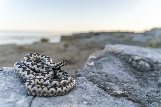 Nose-horned Viper (Vipera ammodytes) 