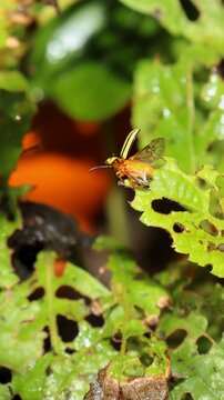 Leptinotarsa decemlineata, potato beetle or doryphore, is an insect of the Coleoptera order and the Chrysomelidae family, characterized by its yellow elytra with black stripes.