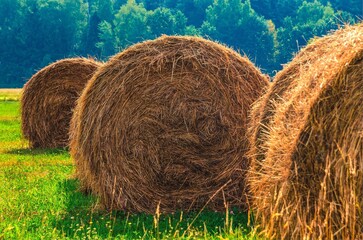 Haystacks on the green field. Straw bales drying on a green grass in summer season.