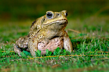 Cane toad sitting on the grass at night