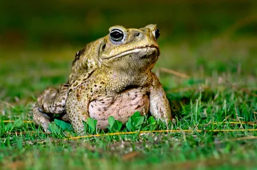 Poster Cane toad sitting on the grass at night © felipecamps
