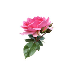 Pink isolated rose with leaves delicate flower branch, cutout object for decor, design, invitations, cards, soft focus and clipping path