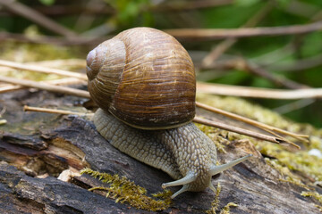 Weinbergschnecke im Wald
