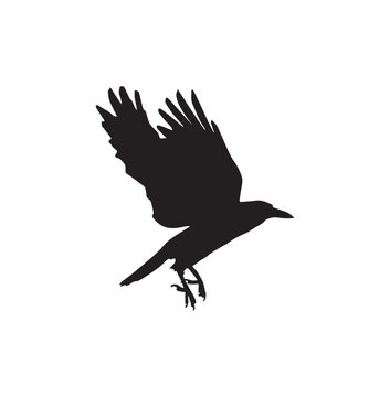 A flying bird silhouette illustration