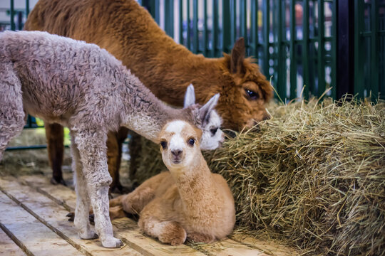 Group of alpacas at agricultural animal exhibition, trade show. Farming, family, agriculture industry, livestock, animal husbandry concept