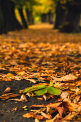 Colorful falling autumn leaves. View through the autumn foliage in park forest. Golden tree leaves. Beautiful tree with yellow leaves in autumn forest. Path littered with autumn leaves. Nature fall