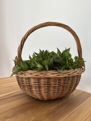 Fototapeta na wymiar basket of fresh spinach