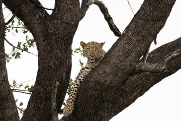 Leopard in a tree in Kruger National Park, South Africa