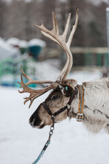 Reindeer