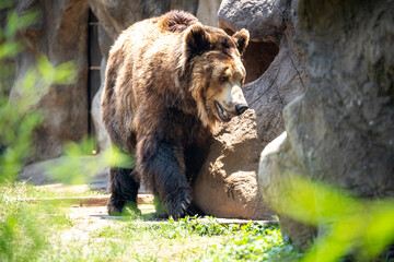 Fototapeta na wymiar Oso Grizzly caminando hacia las piedras
