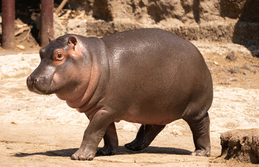 Cria de Hipopótamo sola