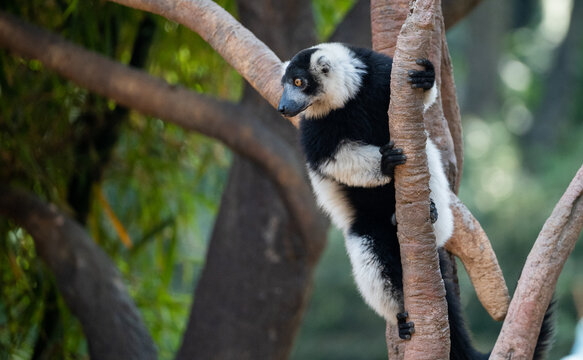 Lemur en árbol mirando de lado