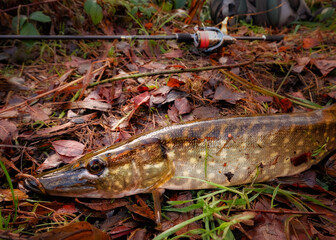 Hooked pike fish with fishing tackle on the background