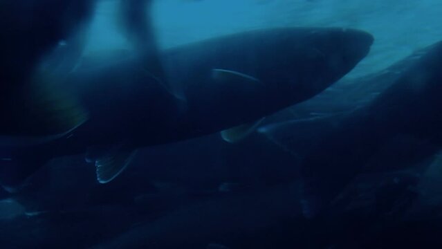 Salmon Swimming Upstream In The Evening