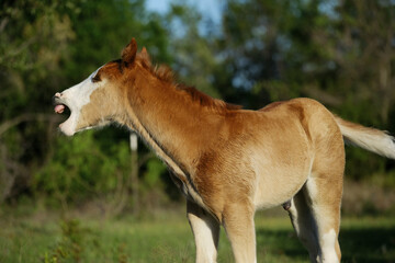 Foal horse during summer on farm outdoors with yawn on face closeup.