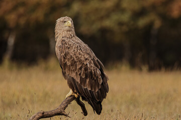 White-tailed eagles in polish national park