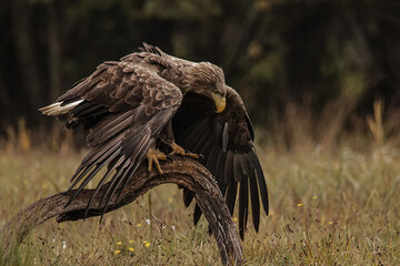 White-tailed eagles in polish national park