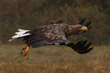 White-tailed eagles in polish national park