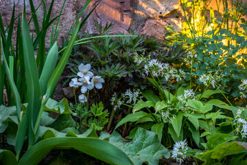 Spring flowers in a garden in the evening