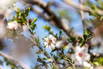 blossoming tree in spring