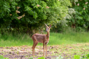 Naklejka na ściany i meble The roe deer (Capreolus capreolus) on a meadow