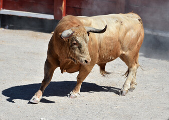 spanish bull with horns in spain