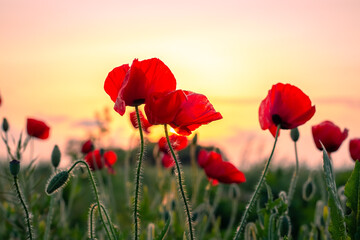 red poppies in the field against the backdrop of a sunset on a summer day. Beautiful flowers