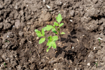 young green sprout of tomato grows in the garden in the ground. Growing tomatoes