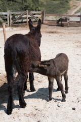 Fototapeta premium Little beautiful donkey sucks milk from her mother. Livestock.
