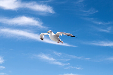 A white seagull sails in the air in the blue sky above the ocean.