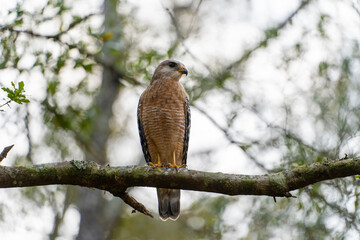 The red-shouldered hawk bird perching on a tree branch looking for prey to hunt in summer forest