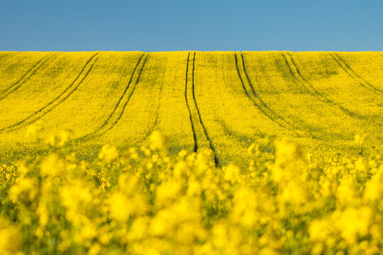 Yellow rapeseed field against blue sky background. Blooming canola flowers.