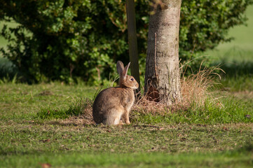 A wild rabbit in the morning in a meadow near a forest in Southern England.