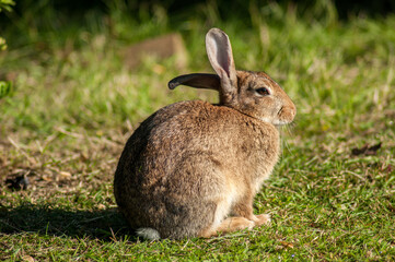 A wild rabbit in the morning in a meadow near a forest in Southern England.