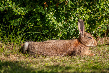 A wild rabbit in the morning in a meadow near a forest in Southern England.