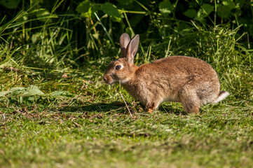 Naklejka na ściany i meble A wild rabbit in the morning in a meadow near a forest in Southern England.