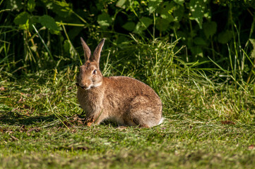 Naklejka na ściany i meble A wild rabbit in the morning in a meadow near a forest in Southern England.