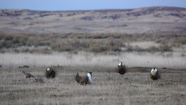 Sage grouse flop their white and yellow gular sacs as they display for females