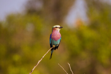 Bird