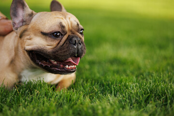 Fototapeta premium Portrait of adorable, happy dog of the French Bulldog breed in the park on the green grass at sunset.