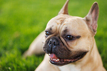Fototapeta premium Portrait of adorable, happy dog of the French Bulldog breed in the park on the green grass at sunset.