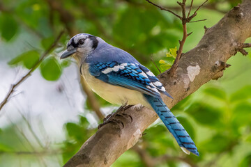 Blue Jay sitting in a tree