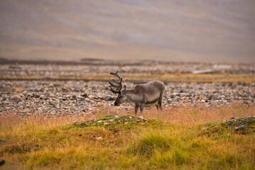 Svalbard reindeer