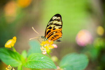 Butterflies from MIndo, Ecuador