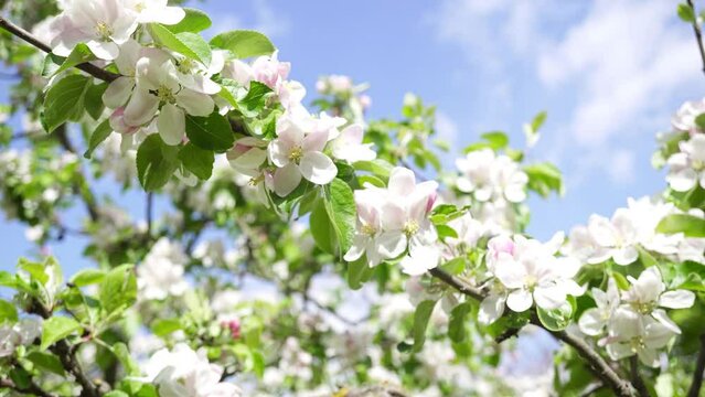 Branches of a Blossoming Apple Tree Swing Against the Background of the Blue Sky.