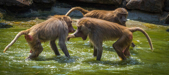 A macaque monkey group in a zoo in neunkirchen