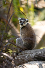 Naklejka na ściany i meble Lemur sentado en roca mirando a la cámara