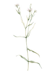 Obraz premium Flowering Greater stitchwort plants in wild nature. Rabelera holostea, syn. Stellaria holostea. Watercolor hand painting illustration on isolate white background. White flowers